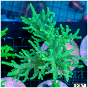 Toxic Sinularia Leather Coral Colony
