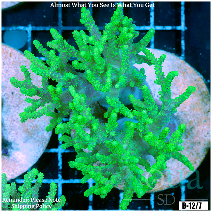 Toxic Sinularia Leather Coral Colony
