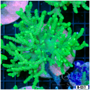 Toxic Sinularia Leather Coral Colony
