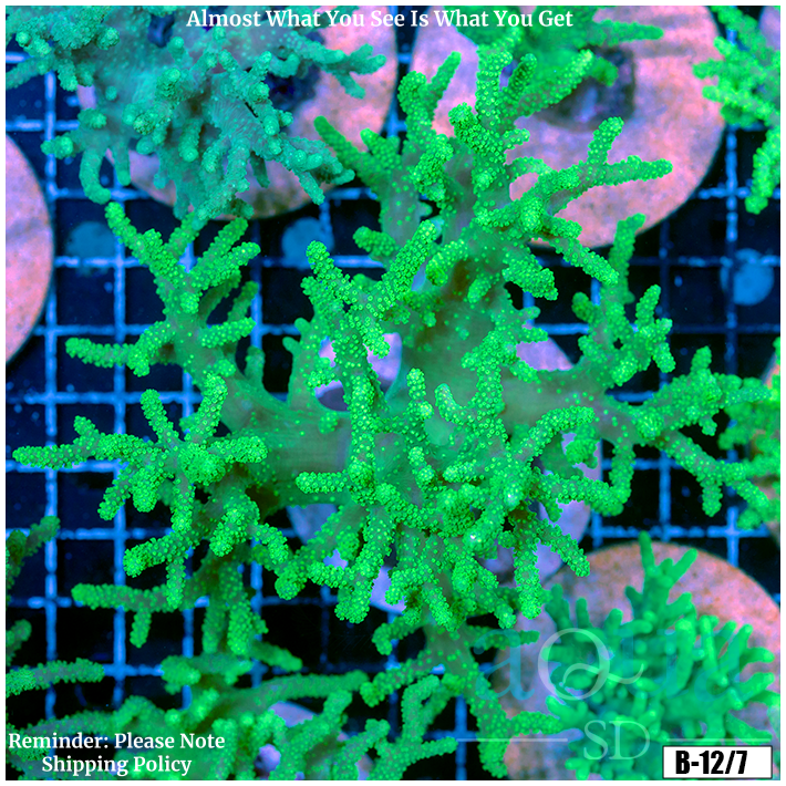 Toxic Sinularia Leather Coral Colony