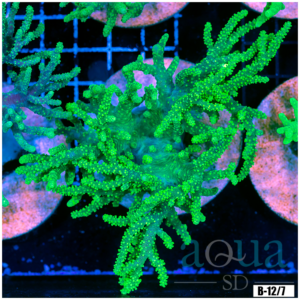 Toxic Sinularia Leather Coral Colony