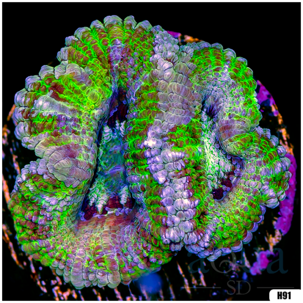 Ultra Acan Lord Frag