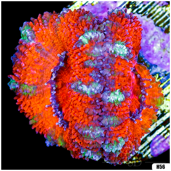 Ultra Acan Lord Frag