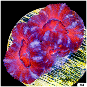 Ultra Acan Lord Frag