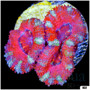Ultra Acan Lord Frag
