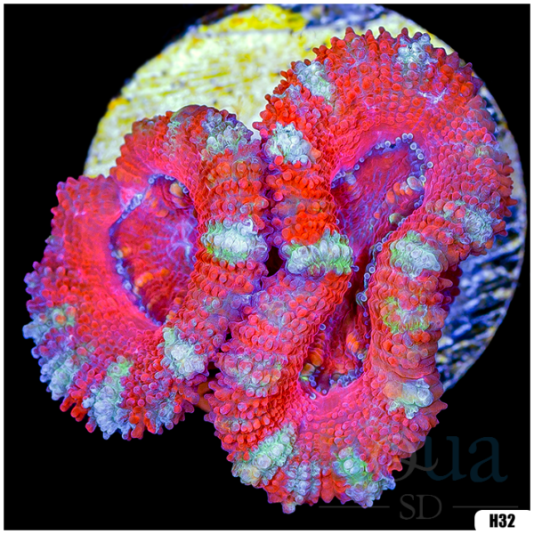 Ultra Acan Lord Frag