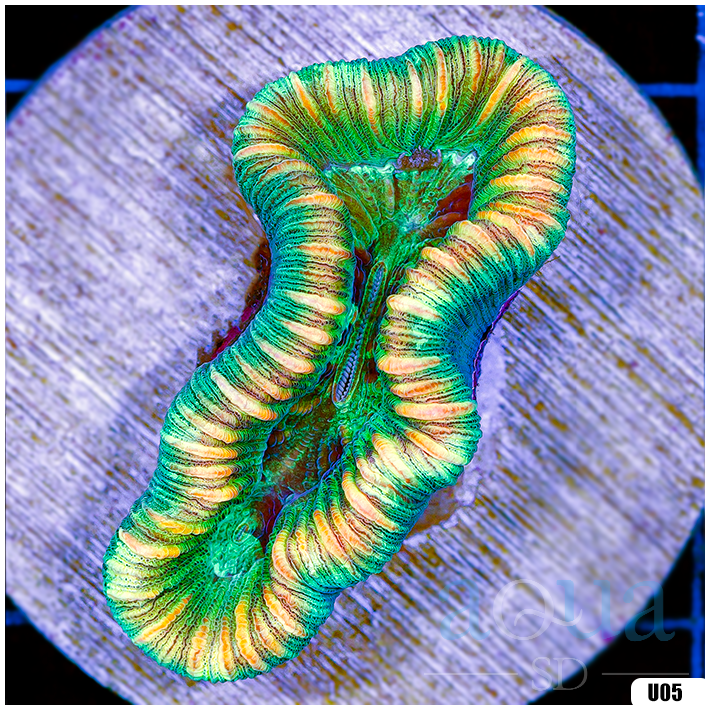 Ultra Aussie Trachyphyllia