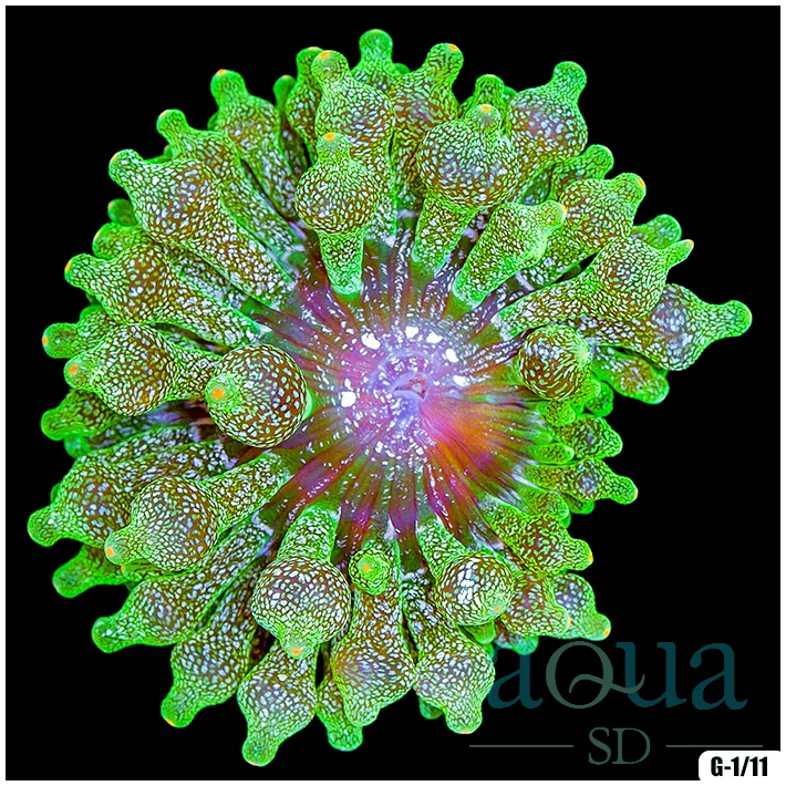 Ultra Glittering Bubble Anemone