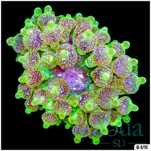 Ultra Glittering Bubble Anemone