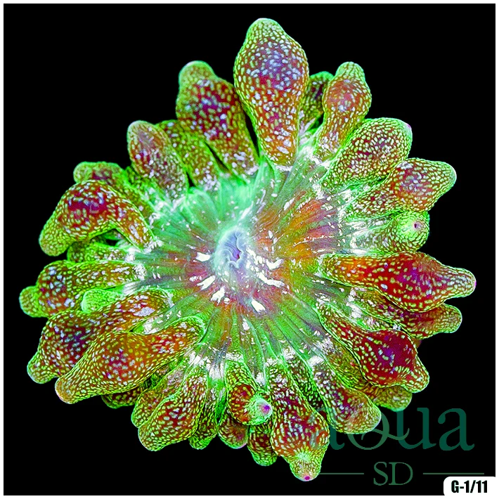 Ultra Glittering Bubble Anemone