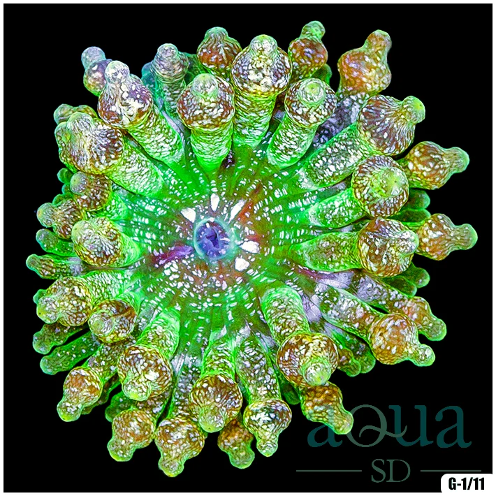 Ultra Glittering Bubble Anemone