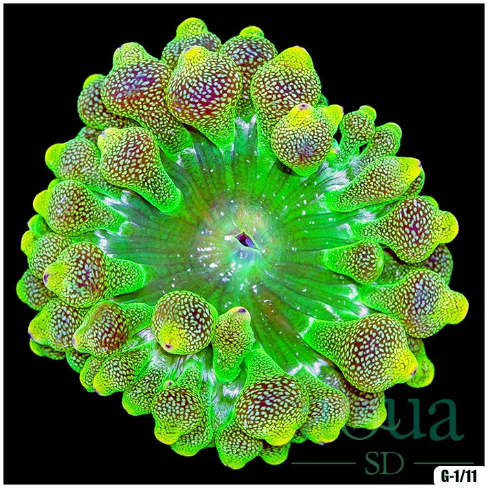 Ultra Glittering Bubble Anemone