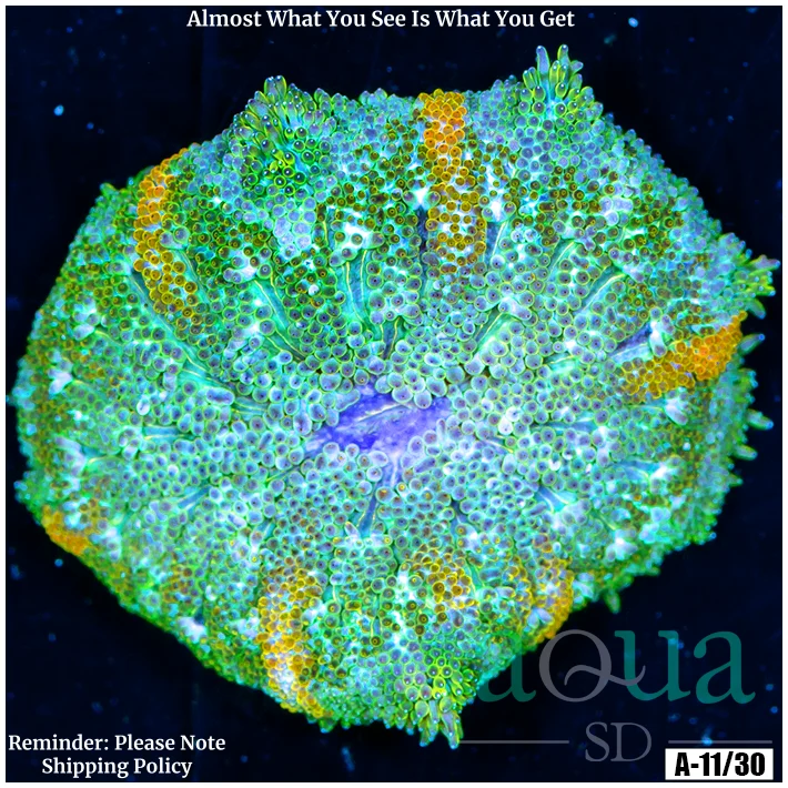 Ultra Maxi Mini Carpet