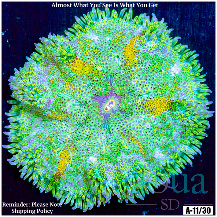 Ultra Maxi Mini Carpet