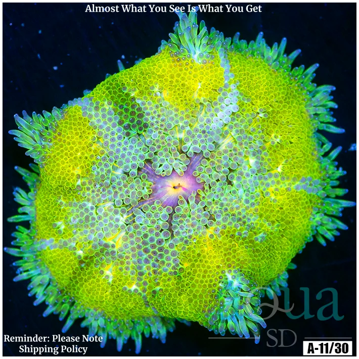 Ultra Maxi Mini Carpet