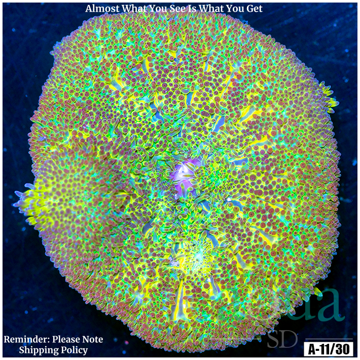 Ultra Maxi Mini Carpet