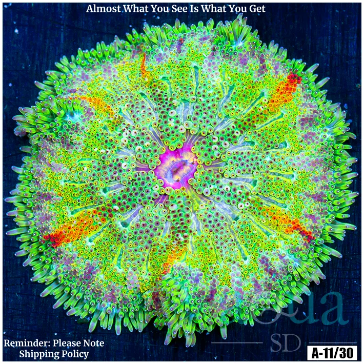 Ultra Maxi Mini Carpet