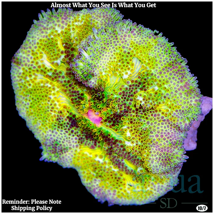 Ultra Maxi Mini Carpet