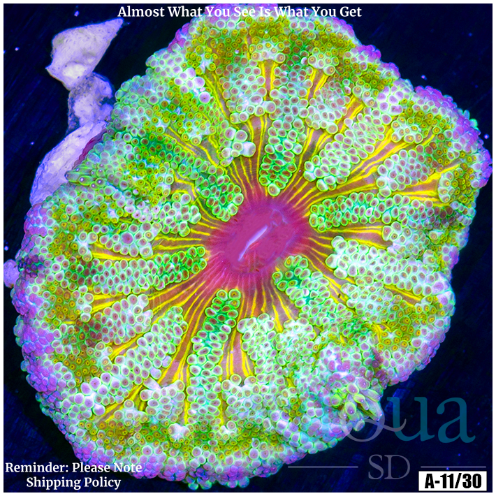 Ultra Maxi Mini Carpet Anemone