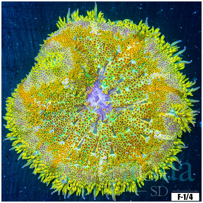 Ultra Maxi Mini Carpet Anemone