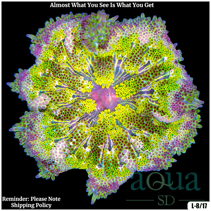 Ultra Maxi Mini Carpet Anemone