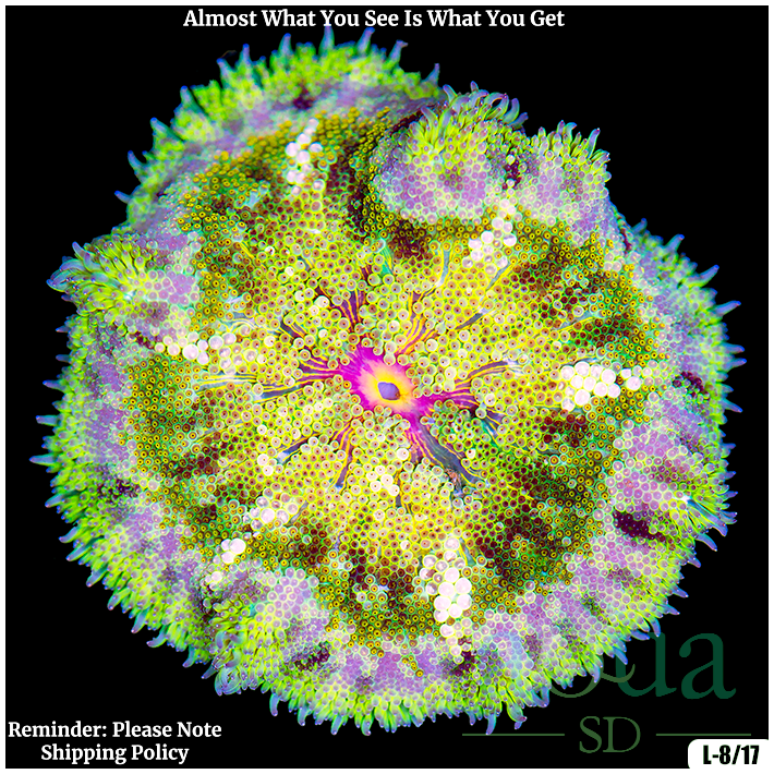 Ultra Maxi Mini Carpet Anemone