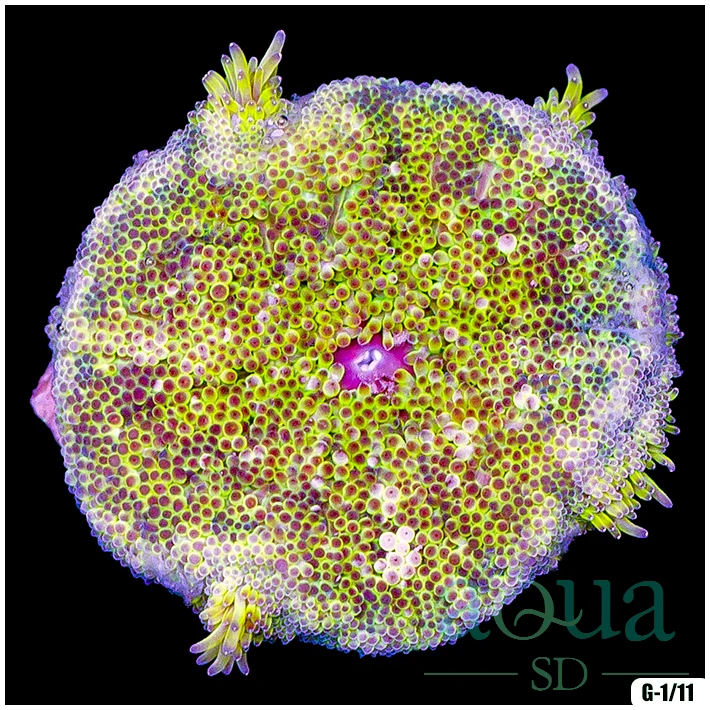 Ultra Maxi Mini Carpet Anemone