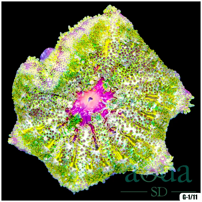 Ultra Maxi Mini Carpet Anemone