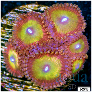 Candy Apple Zoanthids