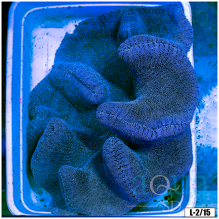 Collectors Blue Carpet Anemone