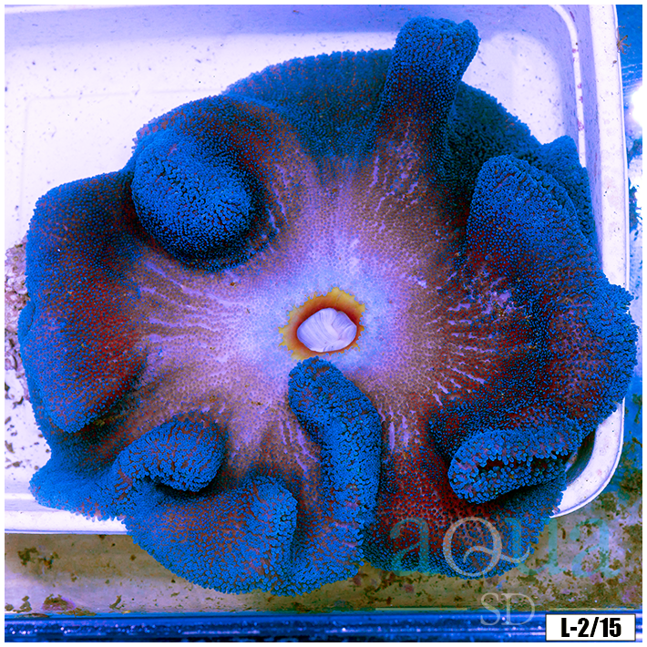 Collectors Blue Carpet Anemone
