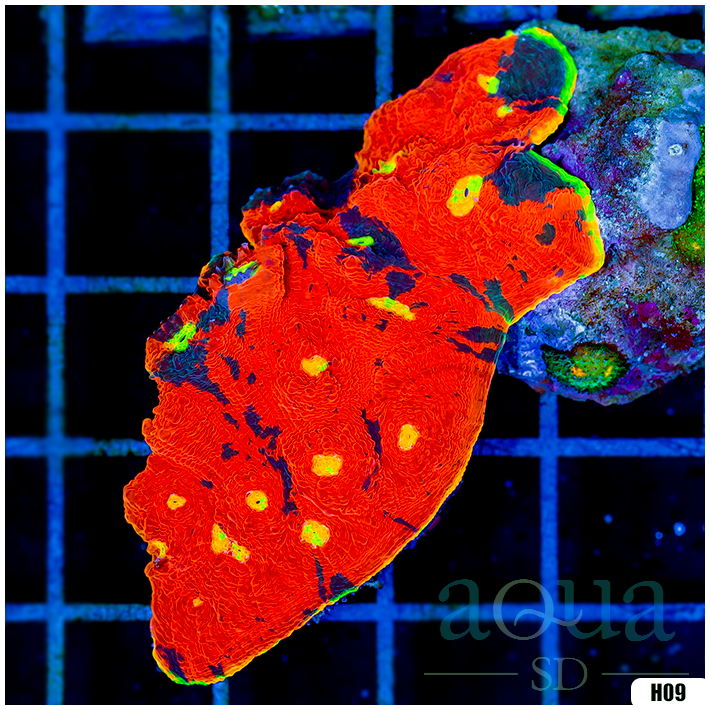 Collectors Choice Rainbow Chalice Colony
