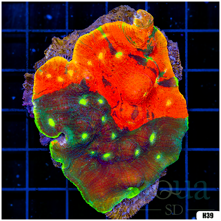 Collectors Choice Rainbow Chalice Colony