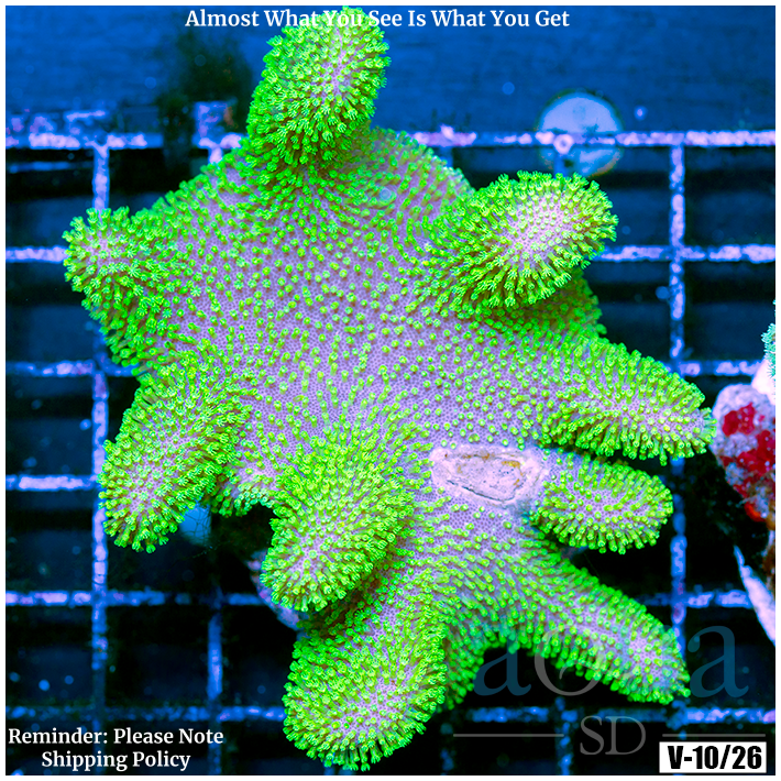 Crown Royal Leather (Egg Crate Behind is 3 Squares = 2'')