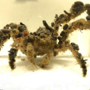 Decorator Crab