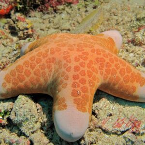 Doughboy Starfish