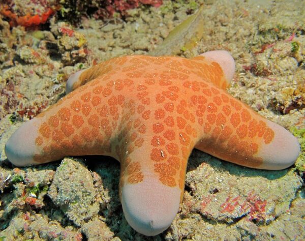 Doughboy Starfish