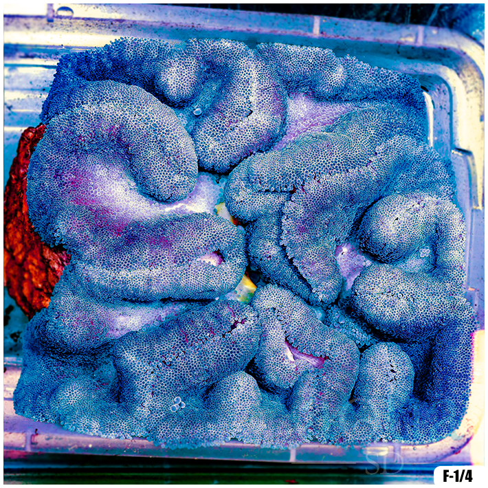 Electric Blue Carpet Anemone (approx 10