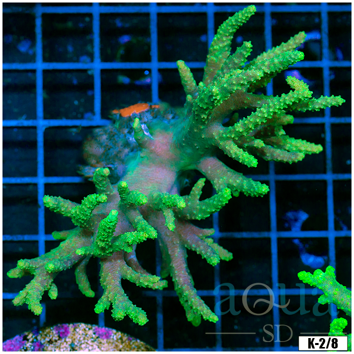 Electric Finger Leather Colony (Egg Crate Behind is 3 Squares = 2'')