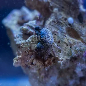 Emerald Crab