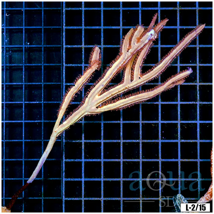 FL Gorgonia Colony (Egg Crate Behind is 3 Squares = 2'')