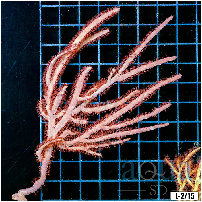 FL Gorgonia Colony (Egg Crate Behind is 3 Squares = 2'')
