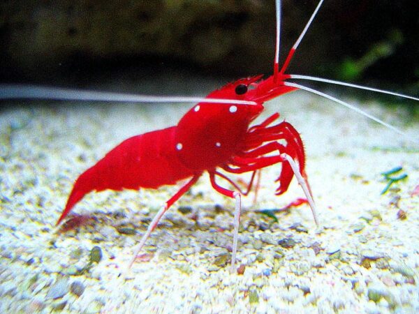 Fire Shrimp