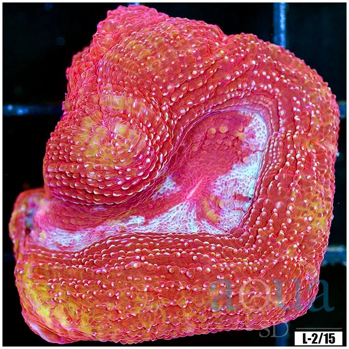 Firecracker Acan Bowerbanki