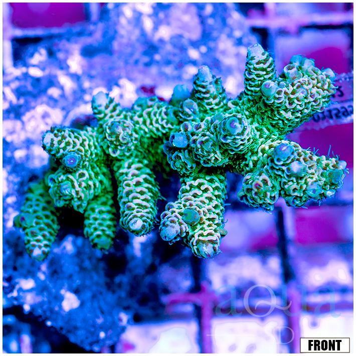 Front Tank Indo Cultured Acropora Colony