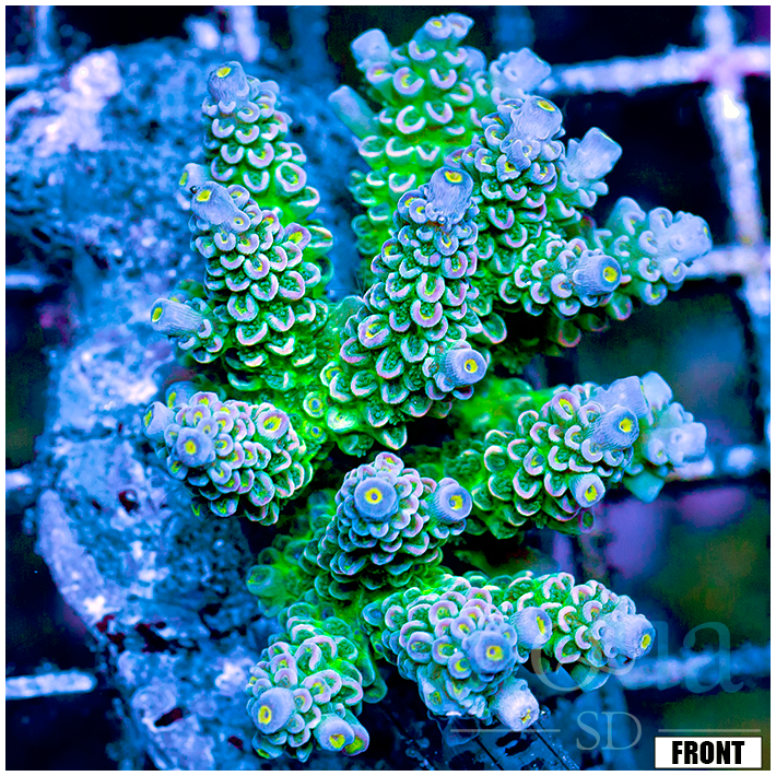 Front Tank Indo Cultured Acropora Colony