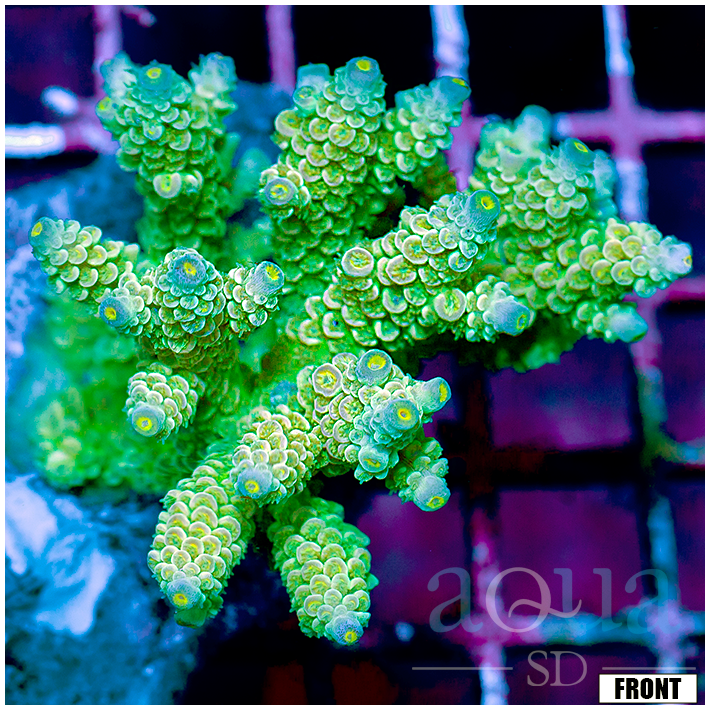 Front Tank Indo Cultured Acropora Colony