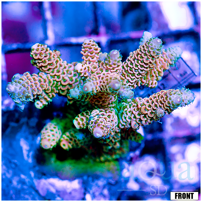 Front Tank Indo Cultured Acropora Colony