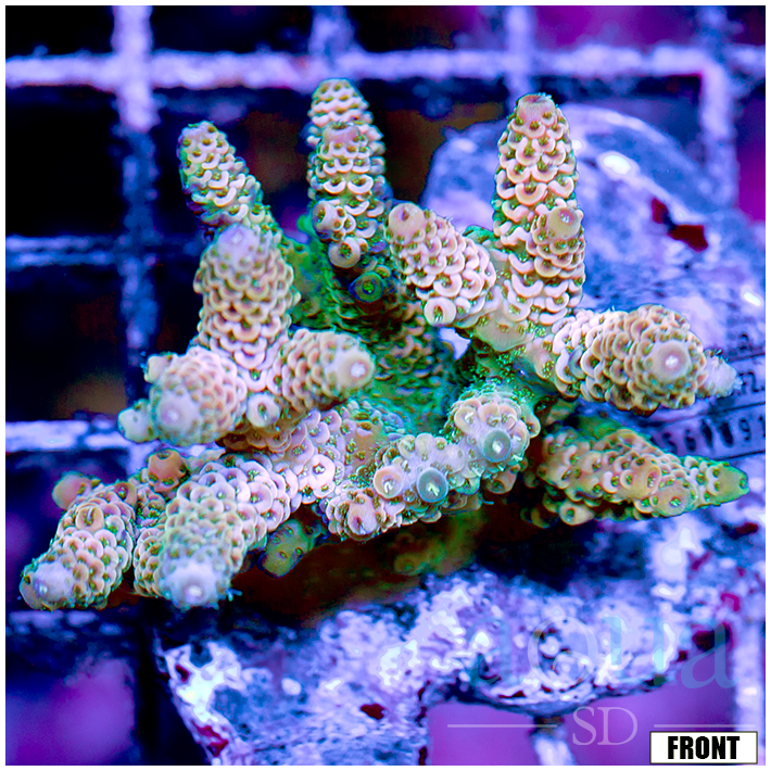 Front Tank Indo Cultured Acropora Colony