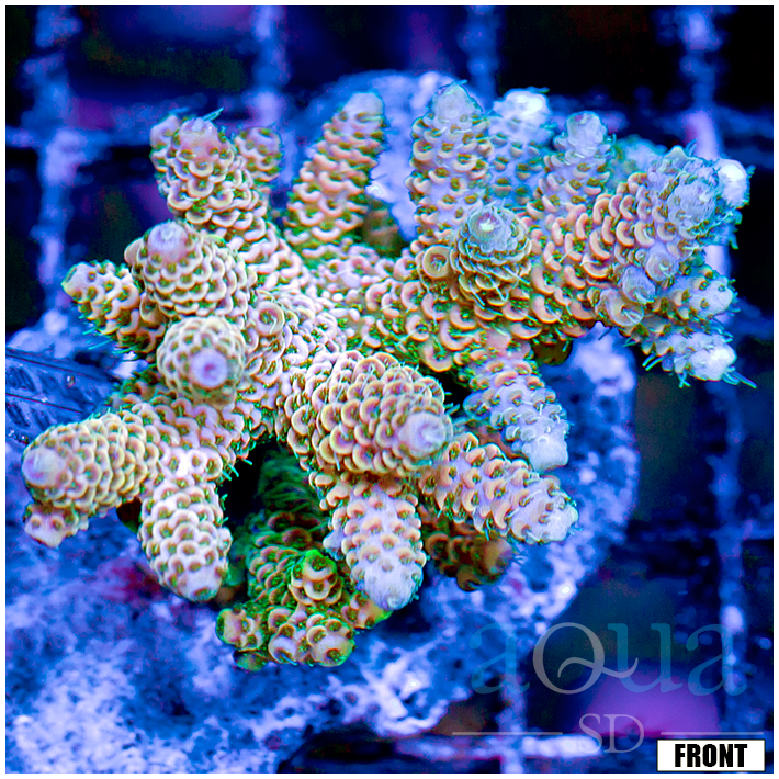 Front Tank Indo Cultured Acropora Colony